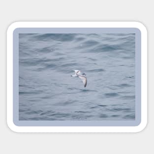 LITTLE BLUE BIRD FLYING OVER BIG BLUE OCEAN Sticker